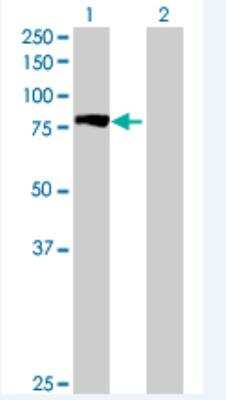 Western Blot: DPP3 Antibody [H00010072-B03P-50ug] - Analysis of DPP3 expression in transfected 293T cell line (H00010072-T01) by DPP3 MaxPab polyclonal antibody.  Lane 1: DPP3 transfected lysate(81.07 KDa). Lane 2: Non-transfected lysate.