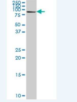 Western Blot: DPP3 Antibody [H00010072-B03P-50ug] - Polyclonal antibody. Western Blot analysis of DPP3 expression in human spleen.