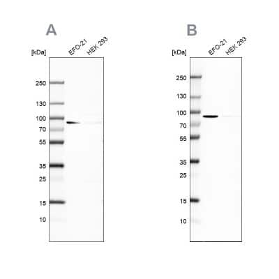 Western Blot: DPP3 Antibody [NBP2-34021] - Analysis using Anti-DPP3 antibody NBP2-34021 (A) shows similar pattern to independent antibody NBP1-89493 (B).