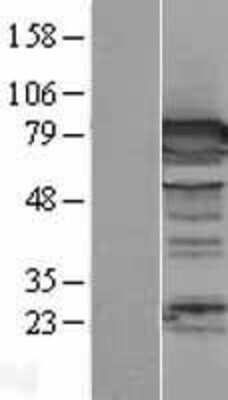 Western Blot: DPP3 Overexpression Lysate (Adult Normal) [NBL1-09995] Left-Empty vector transfected control cell lysate (HEK293 cell lysate); Right -Over-expression Lysate for DPP3.