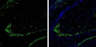 Immunohistochemistry-Frozen: DPP6 Antibody [NBP3-13212] - DPP6 antibody detects DPP6 protein expression by immunohistochemical analysis. Sample: Frozen-sectioned adult mouse hippocampus. Green: DPP6 protein stained by DPP6 antibody (NBP3-13212) diluted at 1:250. Blue: Fluoroshield with DAPI.