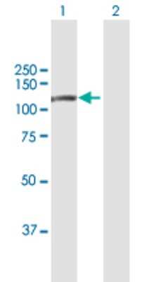 Western Blot: DPP8 Antibody [H00054878-B01P] - Analysis of DPP8 expression in transfected 293T cell line by DPP8 polyclonal antibody.  Lane 1: DPP8 transfected lysate(98.78 KDa). Lane 2: Non-transfected lysate.