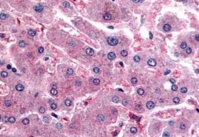 Immunohistochemistry-Paraffin: DPP9 Antibody [NB100-59024] - Analysis of anti-DPP9 antibody with human liver at concentration 20 ug/ml.