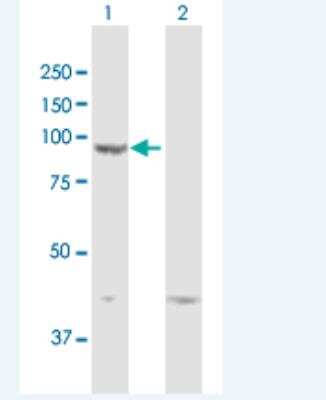 Western Blot: DPP9 Antibody [H00091039-B01P-50ug] - Analysis of DPP9 expression in transfected 293T cell line by DPP9 MaxPab polyclonal antibody.  Lane 1: DPP9 transfected lysate(94.93 KDa). Lane 2: Non-transfected lysate.
