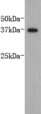 Western Blot: DPPA2 Antibody (D0-G11) [NBP2-66810] - Analysis on F9 lysate using anti-Dppa2 monoclonal antibody.