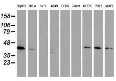 Western Blot: DPPA2 Antibody (OTI1G10) - Azide and BSA Free [NBP2-72426] - Analysis of extracts (35ug) from 9 different cell lines (HepG2: human; HeLa: human; SVT2: mouse; A549: human; COS7: monkey; Jurkat: human; MDCK: canine; PC12: rat; MCF7: human).