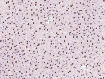 Immunohistochemistry-Paraffin: DPPA4 Antibody [NBP2-99578] - Immunochemical staining of mouse DPPA4 in mouse liver with rabbit polyclonal antibody at 1:1000 dilution, formalin-fixed paraffin embedded sections.