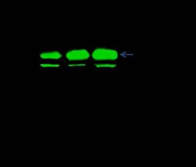 Immunoprecipitation: DPPA4 Antibody [NBP2-98786] - DPPA4 was immunoprecipitated using: Lane A: 0.5 mg A549 Whole Cell Lysate. Lane B: 0.5 mg 293T Whole Cell Lysate. Lane C: 0.5 mg Jurkat Whole Cell Lysate4 ul anti-DPPA4 rabbit polyclonal antibody and 15 ul of 50 % Protein G agarose. Primary antibody: Anti-DPPA4 rabbit polyclonal antibody, at 1:100 dilution. Secondary antibody: Dylight 800-labeled antibody to rabbit IgG (H+L), at 1:5000 dilution. Developed using the Odyssey technique. Performed under reducing conditions. Predicted band size: 34 kDa. Observed band size: 40 kDa