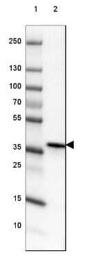 Western Blot: DPPA4 Antibody [NBP2-48633] - Lane 1: Marker [kDa] 250, 130, 100, 70, 55, 35, 25, 15, 10Lane 2: Human cell line NTERA-2