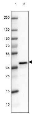 Western Blot: DPPA4 Antibody [NBP2-48634] - Lane 1: Marker [kDa] 250, 130, 100, 70, 55, 35, 25, 15, 10Lane 2: Human cell line NTERA-2