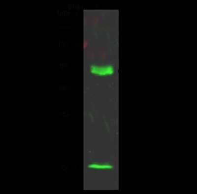 Western Blot: DPPA4 Antibody [NBP2-98786] - Anti-DPPA4 rabbit polyclonal antibody at 1:500 dilution. Lane A: 293T Whole Cell Lysate. Lysates/proteins at 30 ug per lane. Secondary Goat Anti- Rabbit IgG H&L (Dylight 800) at 1/10000 dilution. Developed using the Odyssey technique. Performed under reducing conditions. Predicted band size: 34 kDa. Observed band size: 38 kDa (We are unsure as to the identity of these extra bands).