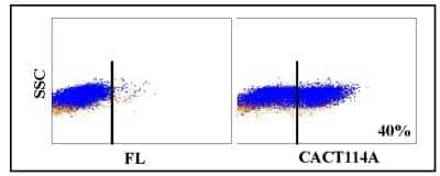 Flow Cytometry: DPPIV/CD26 Antibody (CACT114A) [NBP2-60974] - Obtained with bovine lymphocytes stimulated with ConA