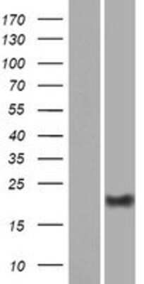 Western Blot DPRX Overexpression Lysate