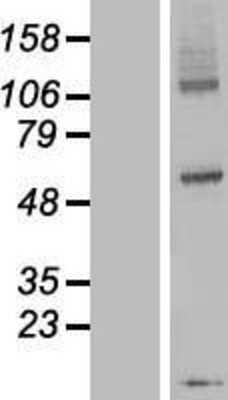 Western Blot: DPY19L3 Overexpression Lysate (Adult Normal) [NBP2-04511] Left-Empty vector transfected control cell lysate (HEK293 cell lysate); Right -Over-expression Lysate for DPY19L3.