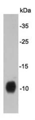 Western Blot: DPY30 Antibody (1-6) [NBP2-66811] - analysis on F9 cell lysates using anti-DPY30 Mouse mAb.