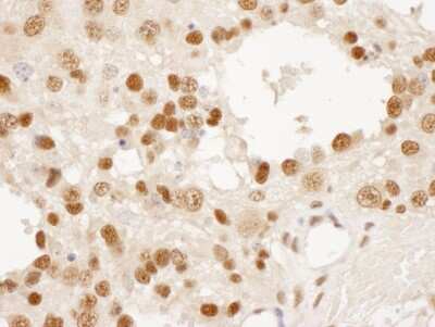 Immunohistochemistry-Paraffin DPY30 Antibody