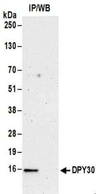 Immunoprecipitation: DPY30 Antibody [NBP2-32201] - Samples:  Whole cell lysate (0.5 or 1.0 mg per IP reaction; 20% of IP loaded) from 293T cells.  Antibodies:  Affinity purified rabbit anti-DPY30 antibody NBP2-32201 used for IP at 6 ug per reaction.  For blotting immunoprecipitated DPY30, NBP2-32201 was used at 1 ug/ml.  Detection: Chemiluminescence with an exposure time of 3 minutes.