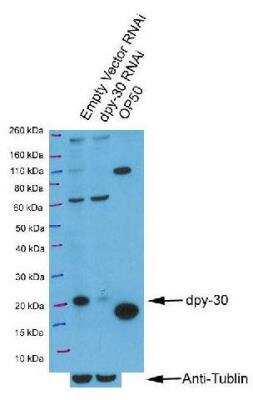 Western Blot: DPY30 Antibody [45110002] - This image is specific to animal number SDQ3499 Dilution: 1:1000 Secondary antibody was donkey-anti-rabbit-HRP from GE Healthcare in 1:10000 dilution of anti-tubulin was carried out on the stripped membrane.  Protein extracts from mixed stage rrf-3 worms fed bateria containing either an empty RNAi vector (left lane), a RNAi vector targetting DPY-30 (middle lane), or an OP-50 bacterial control (right lane).  The antibody targets one protein with a size of 12.8 kDa