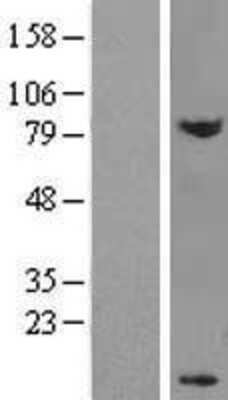 Western Blot DPY30 Overexpression Lysate