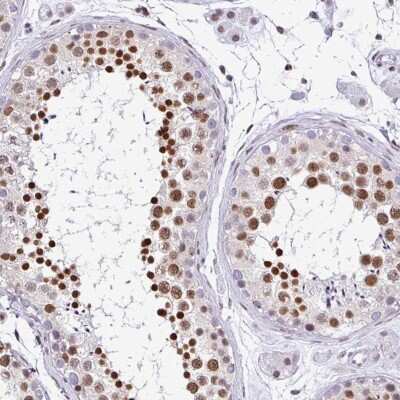 Immunohistochemistry-Paraffin: DR1 Antibody [NBP2-47480] - Staining of human testis shows strong nuclear positivity in cells in seminiferus ducts.