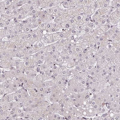 Immunohistochemistry-Paraffin: DR1 Antibody [NBP2-48979] - Staining of human liver shows low expression as expected.