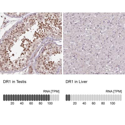 <b>Orthogonal Strategies Validation. </b>Immunohistochemistry-Paraffin: DR1 Antibody [NBP2-48979] - Staining in human testis and liver tissues using anti-DR1 antibody. Corresponding DR1 RNA-seq data are presented for the same tissues.