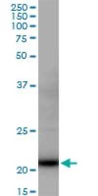 Western Blot: DR1 Antibody [H00001810-B01P] - Analysis of DR1 expression in Raw 264.7.