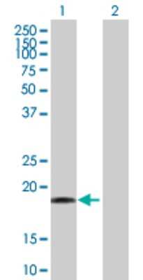 Western Blot: DR1 Antibody [H00001810-B01P] - Analysis of DR1 expression in transfected 293T cell line by DR1 polyclonal antibody.  Lane 1: DR1 transfected lysate(19.36 KDa). Lane 2: Non-transfected lysate.