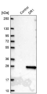 Western Blot: DR1 Antibody [NBP2-47480] - Analysis in control (vector only transfected HEK293T lysate) and DR1 over-expression lysate (Co-expressed with a C-terminal myc-DDK tag (3.1 kDa) in mammalian HEK293T cells).