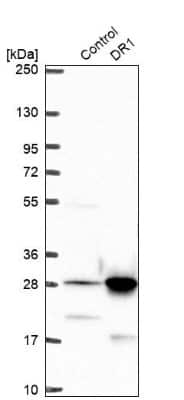 Western Blot: DR1 Antibody [NBP2-48979] - Analysis in control (vector only transfected HEK293T lysate) and DR1 over-expression lysate (Co-expressed with a C-terminal myc-DDK tag (3.1 kDa) in mammalian HEK293T cells).