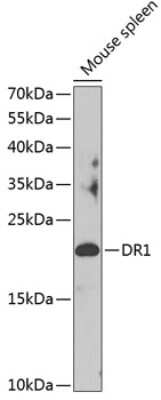 Western Blot: DR1 Antibody [NBP2-92857] - Analysis of extracts of mouse spleen, using DR1 at 1:1000 dilution.Secondary antibody: HRP Goat Anti-Rabbit IgG (H+L) at 1:10000 dilution.Lysates/proteins: 25ug per lane.Blocking buffer: 3% nonfat dry milk in TBST.Detection: ECL Basic Kit .Exposure time: 90s.