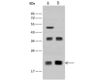 Western Blot: DR1 Antibody [NBP2-97557] - Anti-DR1 rabbit polyclonal antibody at 1:500 dilution. Lane A: HeLa Whole Cell Lysate Lane B: Jurkat Whole Cell Lysate Lysates/proteins at 30 ug per lane. Secondary Goat Anti-Rabbit IgG (H+L)/HRP at 1/10000 dilution. Developed using the ECL technique. Performed under reducing conditions. Predicted band size: 19 kDa. Observed band size: 19 kDa