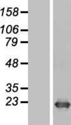 Western Blot: DR1 Overexpression Lysate (Adult Normal) [NBL1-10012] Left-Empty vector transfected control cell lysate (HEK293 cell lysate); Right -Over-expression Lysate for DR1.