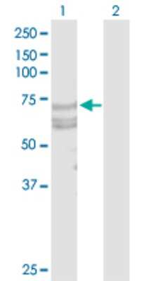 Western Blot: DR6/TNFRSF21 Antibody [H00027242-D01P] - Analysis of TNFRSF21 expression in transfected 293T cell line by TNFRSF21 polyclonal antibody.Lane 1: TNFRSF21 transfected lysate(71.80 KDa).Lane 2: Non-transfected lysate.