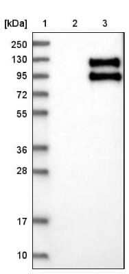 Western Blot: DR6/TNFRSF21 Antibody [NBP1-84982] - Lane 1: Marker [kDa] 250, 130, 95, 72, 55, 36, 28, 17, 10. Lane 2: Negative control (vector only transfected HEK293T lysate). Lane 3: Over-expression lysate (Co-expressed with a C-terminal myc-DDK tag (3.1 kDa) in mammalian HEK293T cells).