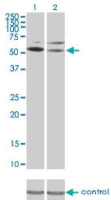 Western Blot: DRAK1 Antibody (4D12) [H00009263-M03] - Western blot analysis of STK17A over-expressed 293 cell line, cotransfected with STK17A Validated Chimera RNAi (H00009263-R01V) Lane 1 non-transfected control. Blot probed with H00009263-M03. GAPDH (36.1 kDa) used as loading control.