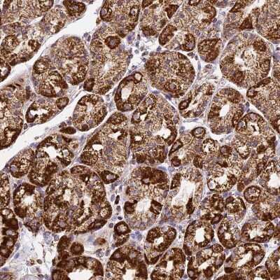 Immunohistochemistry-Paraffin: DRAK1 Antibody [NBP1-84981] - Staining of human stomach shows strong cytoplasmic positivity in glandular cells.