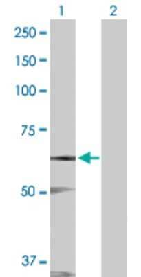 Western Blot: DRAK1 Antibody [H00009263-D01P] - Analysis of STK17A expression in transfected 293T cell line by STK17A polyclonal antibody.Lane 1: STK17A transfected lysate(46.60 KDa).Lane 2: Non-transfected lysate.