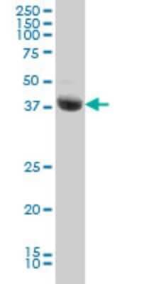 Western Blot: DRAK2 Antibody (2C3) [H00009262-M01] - STK17B monoclonal antibody (M01), clone 2C3 Analysis of STK17B expression in Jurkat.