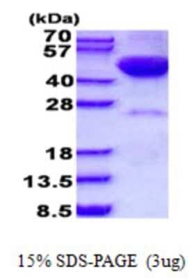 SDS-Page: DRAK2 Protein [NBP2-23462]