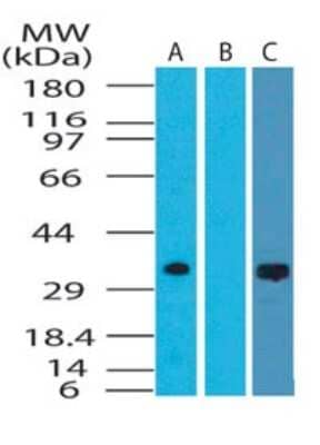 Western Blot: DRAM Antibody [NBP2-24758] - Analysis of DRAM in mouse testis lysate in the A) absence and B) presence of immunizing peptide, and C) rat testis using NBP2-24758 at 1 ug/ml.