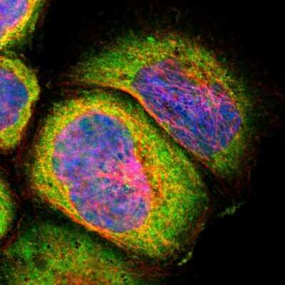 Immunocytochemistry/ Immunofluorescence DRAP1 Antibody