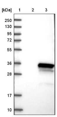 Western Blot DRAP1 Antibody