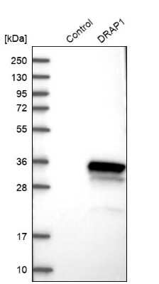 Western Blot DRAP1 Antibody