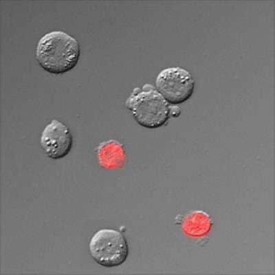 Live Imaging  Microscopy: DRAQ7 (TM) [NBP2-81126] - DRAQ7(TM) was added directly to unfixed THP-1 cells in RPMI + 20% FBS culture media at 3 uM (1:100) for 30 minutes at room temperature and protected from light. Imaging was done immediately after staining without washing the cells.