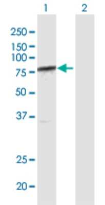 Western Blot: DRIL1 Antibody [H00001820-D01P] - Analysis of ARID3A expression in transfected 293T cell line by ARID3A polyclonal antibody.Lane 1: ARID3A transfected lysate(63.00 KDa).Lane 2: Non-transfected lysate.