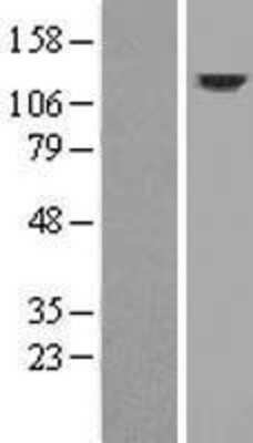 Western Blot: DRP2 Overexpression Lysate (Adult Normal) [NBP2-08164] Left-Empty vector transfected control cell lysate (HEK293 cell lysate); Right -Over-expression Lysate for DRP2.