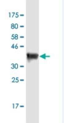 Western Blot: DSCAM-L1 Antibody (6B10) [H00057453-M01-100ug] - estern Blot detection against Immunogen (35.31 KDa) .