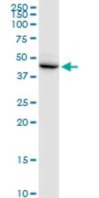 Western Blot DSCC1 Antibody - Azide and BSA Free