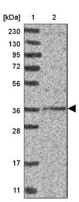 Western Blot DSCC1 Antibody - BSA Free